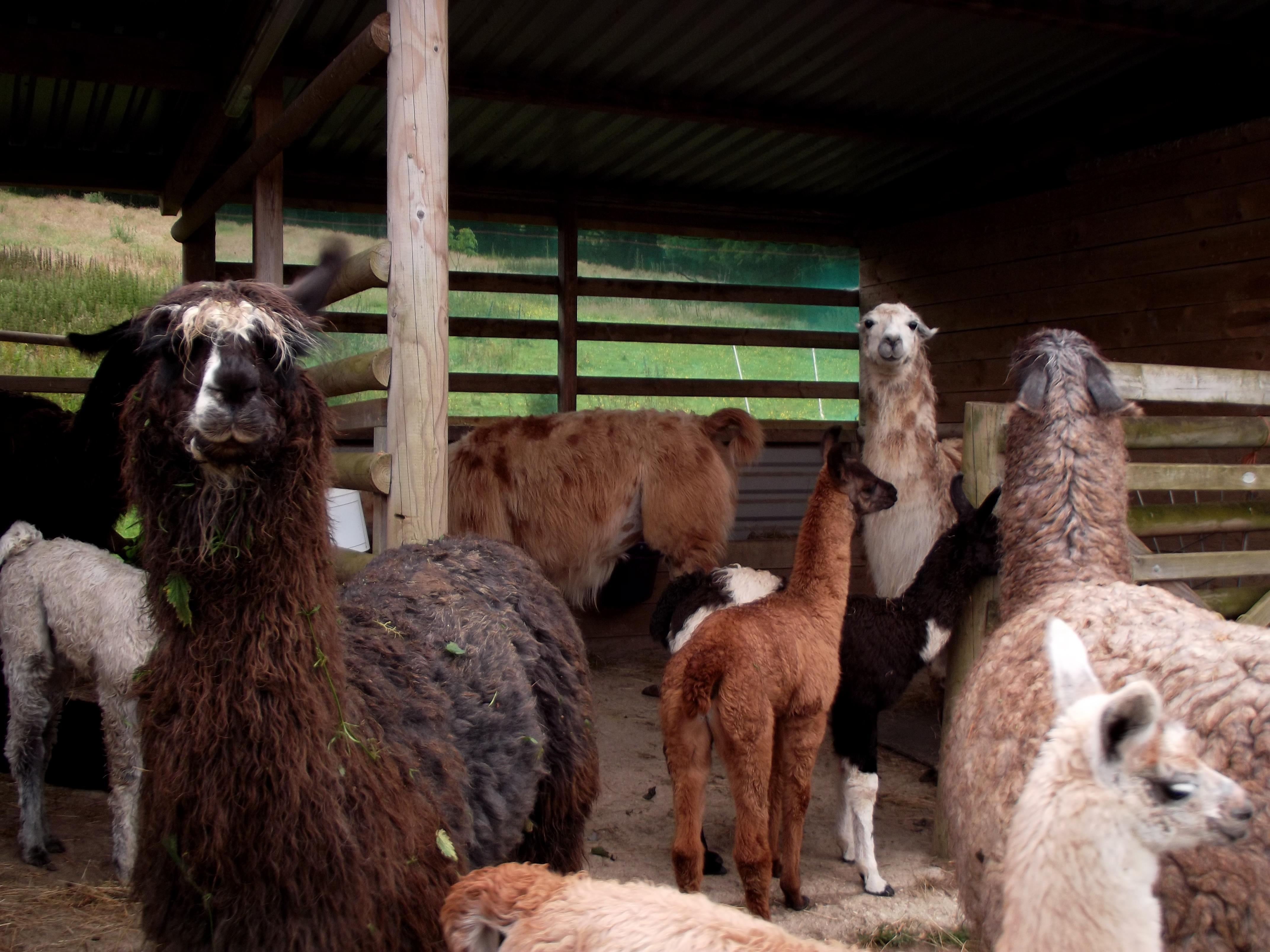 Keeping Llamas Watertown Llamas