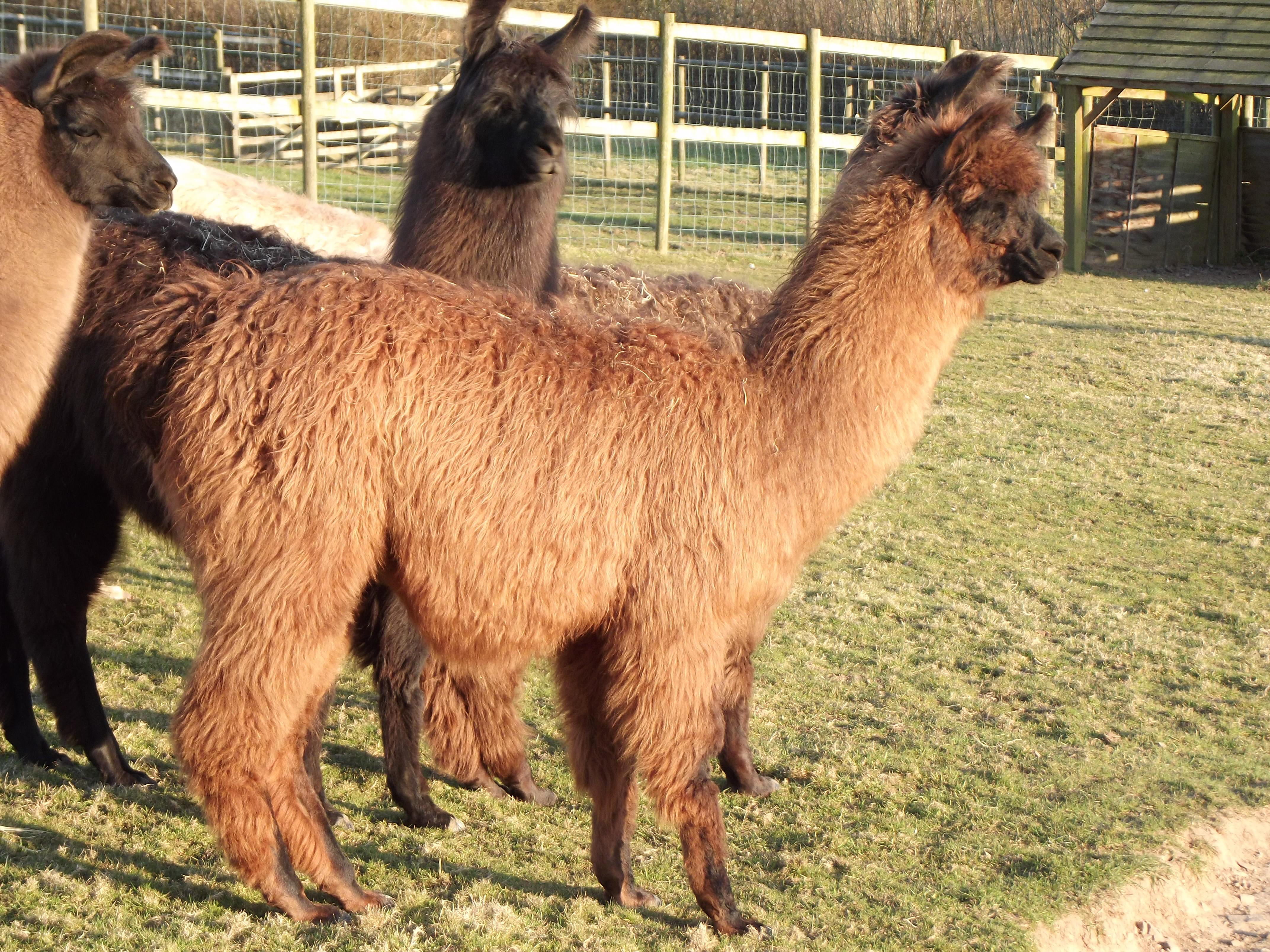 Chavez Watertown Llamas Llamas for sale Llama breeder