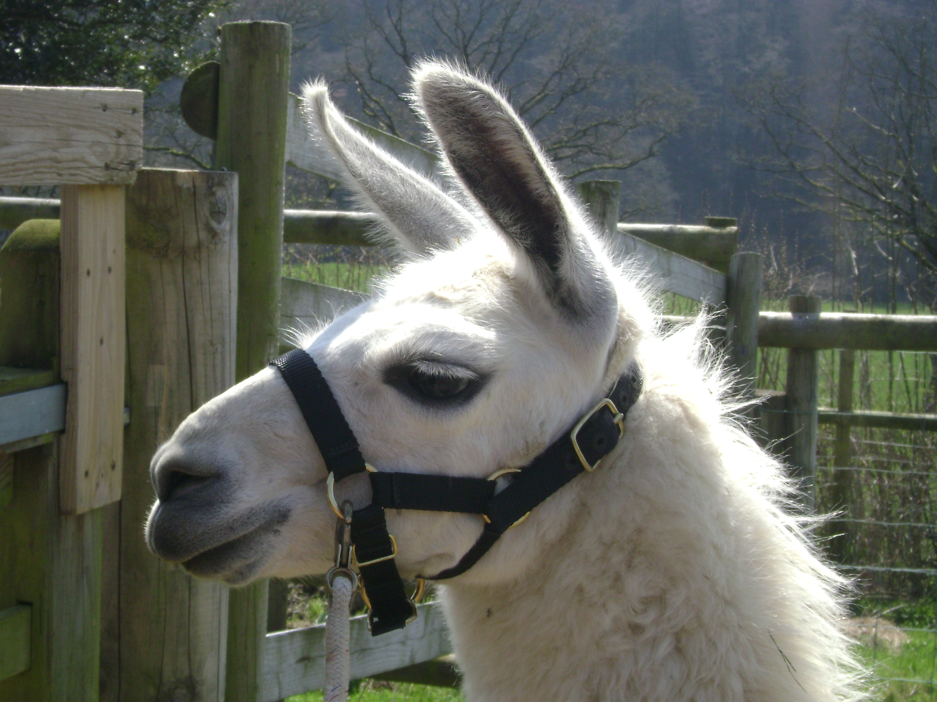 Monty Watertown Llamas Llamas for sale Llama breeder