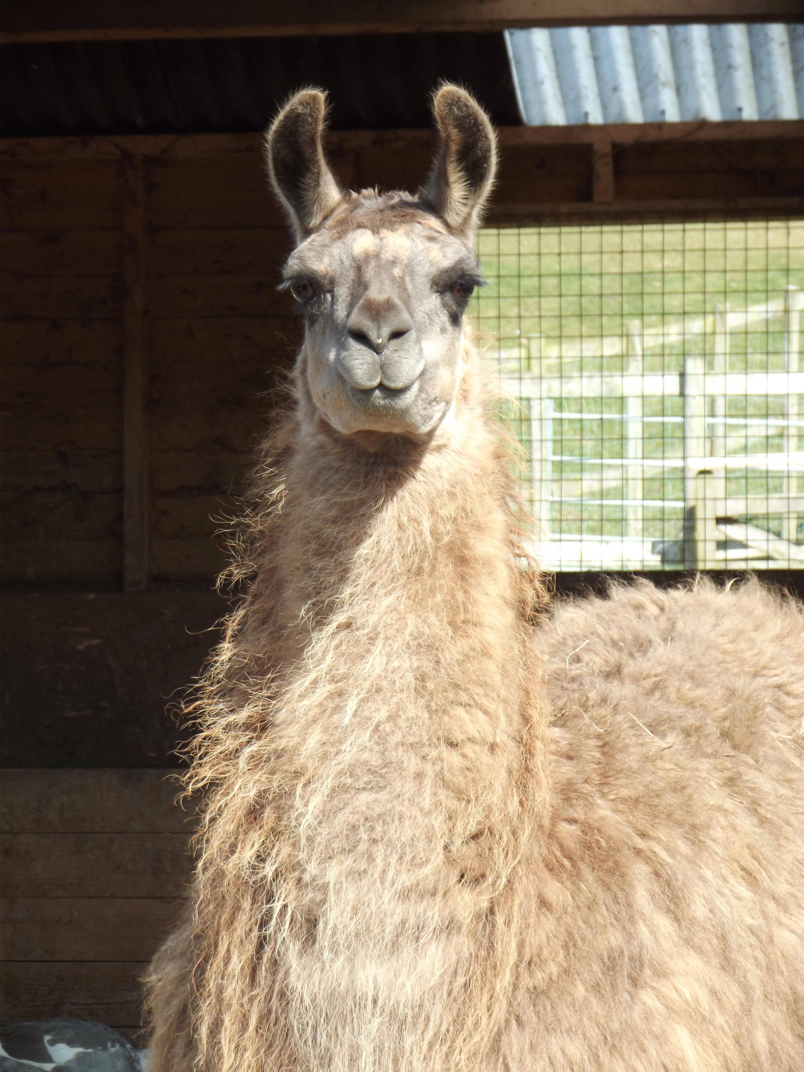 Caramel Watertown Llamas Llamas for sale Llama breeder