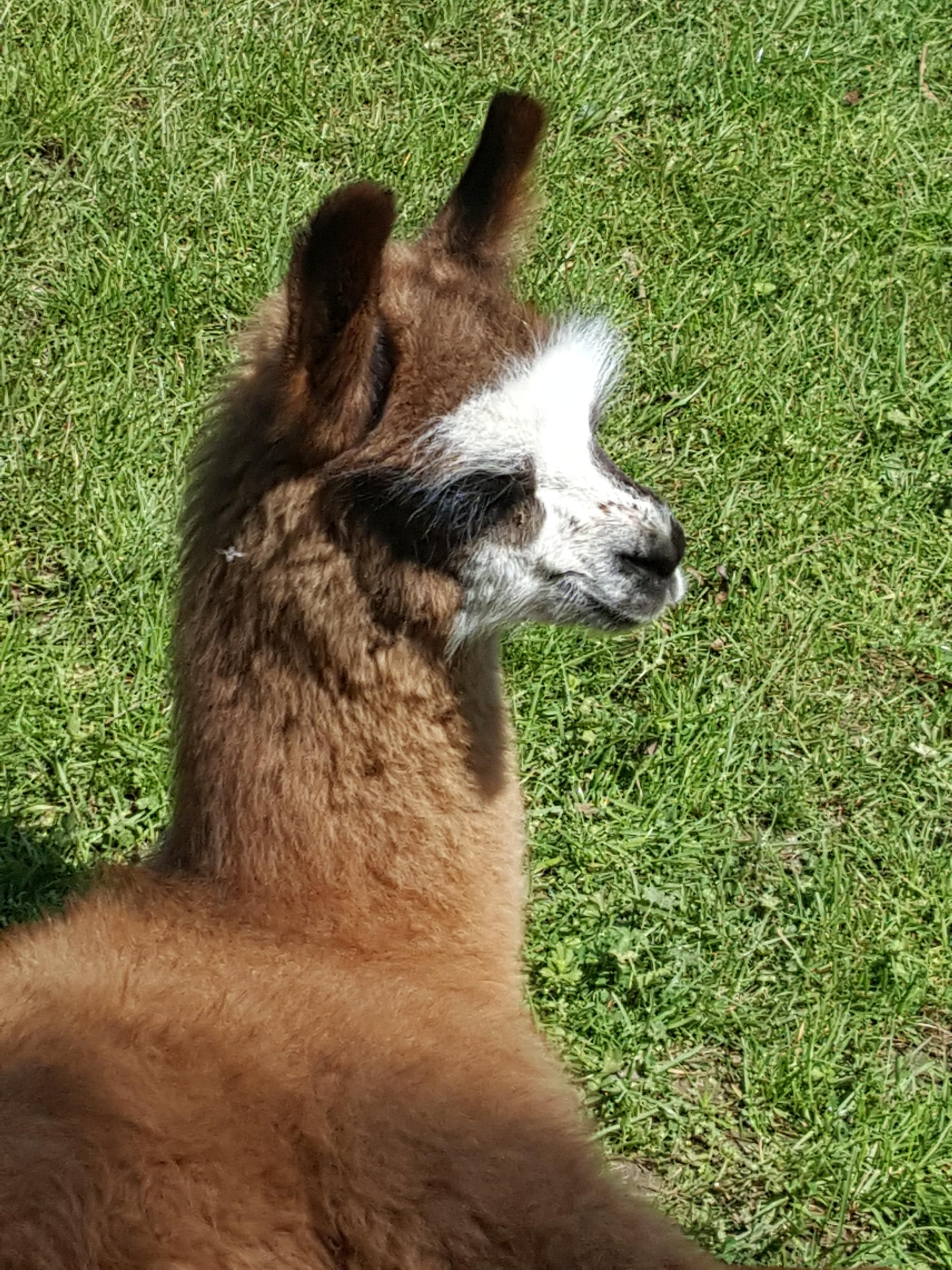 Hector Watertown Llamas Llamas for sale Llama breeder