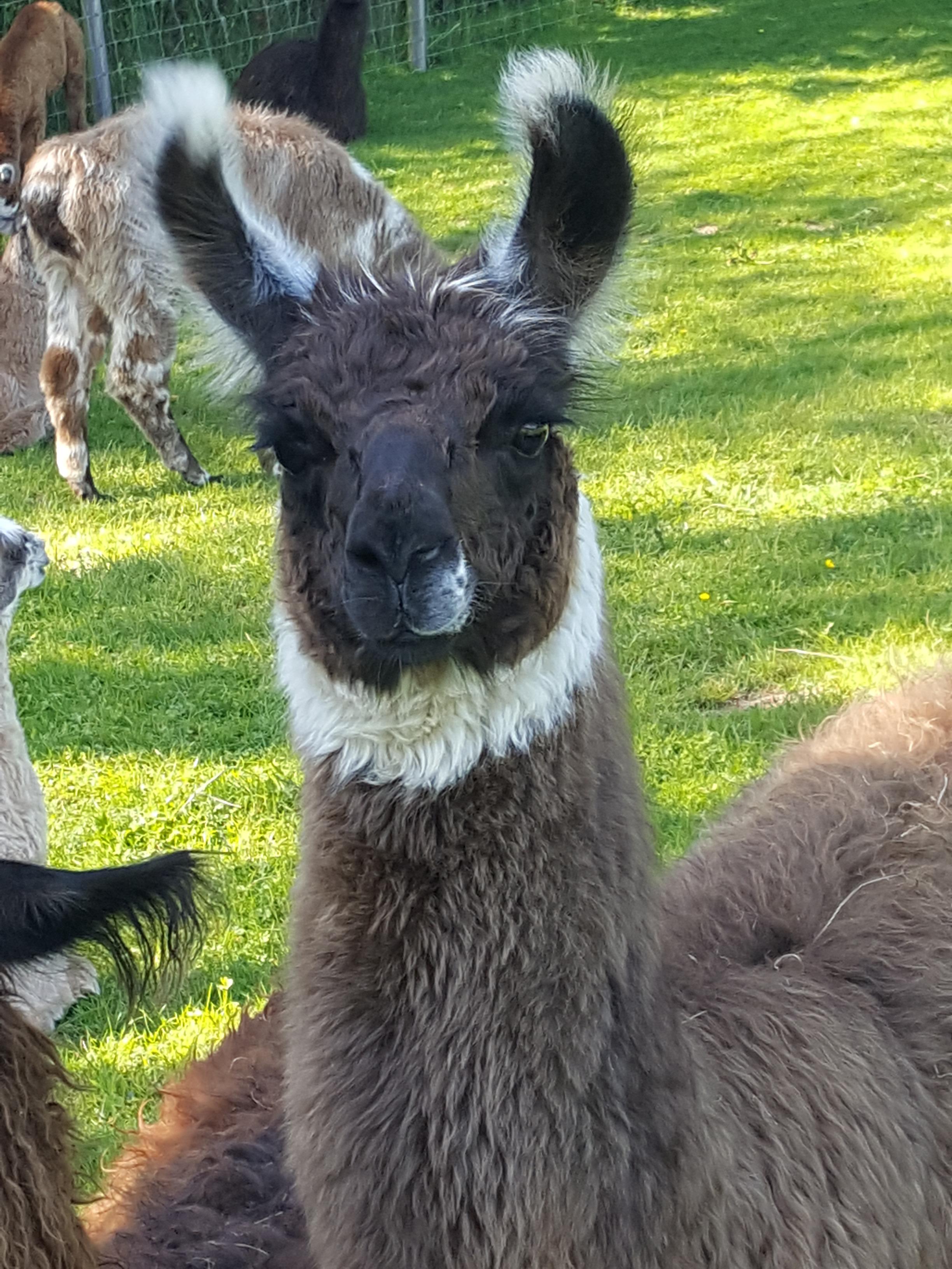 Marnie Watertown Llamas Llamas for sale Llama breeder