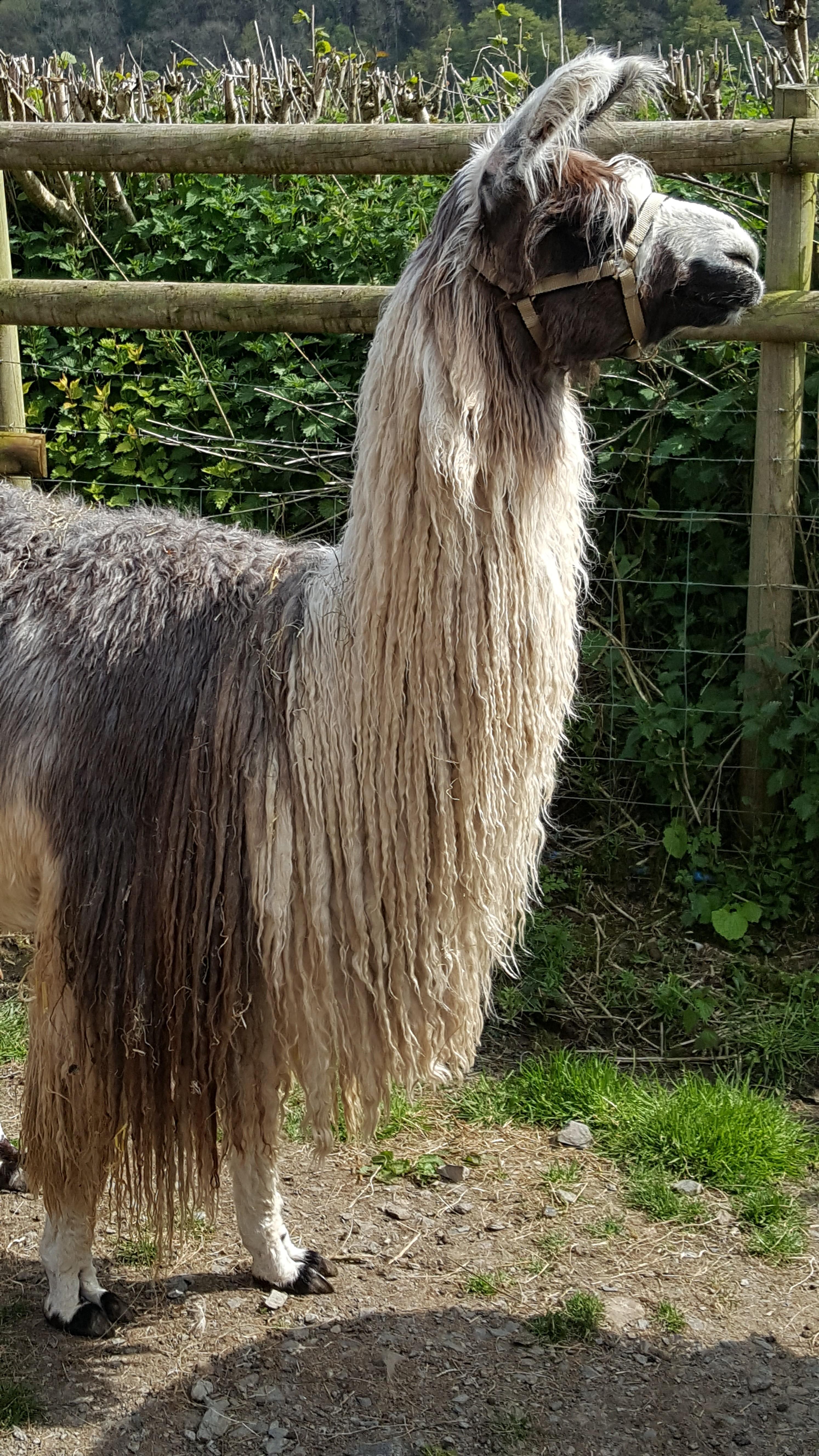 N V Me ! Suri LLama Watertown Llamas Llamas for sale Llama breeder