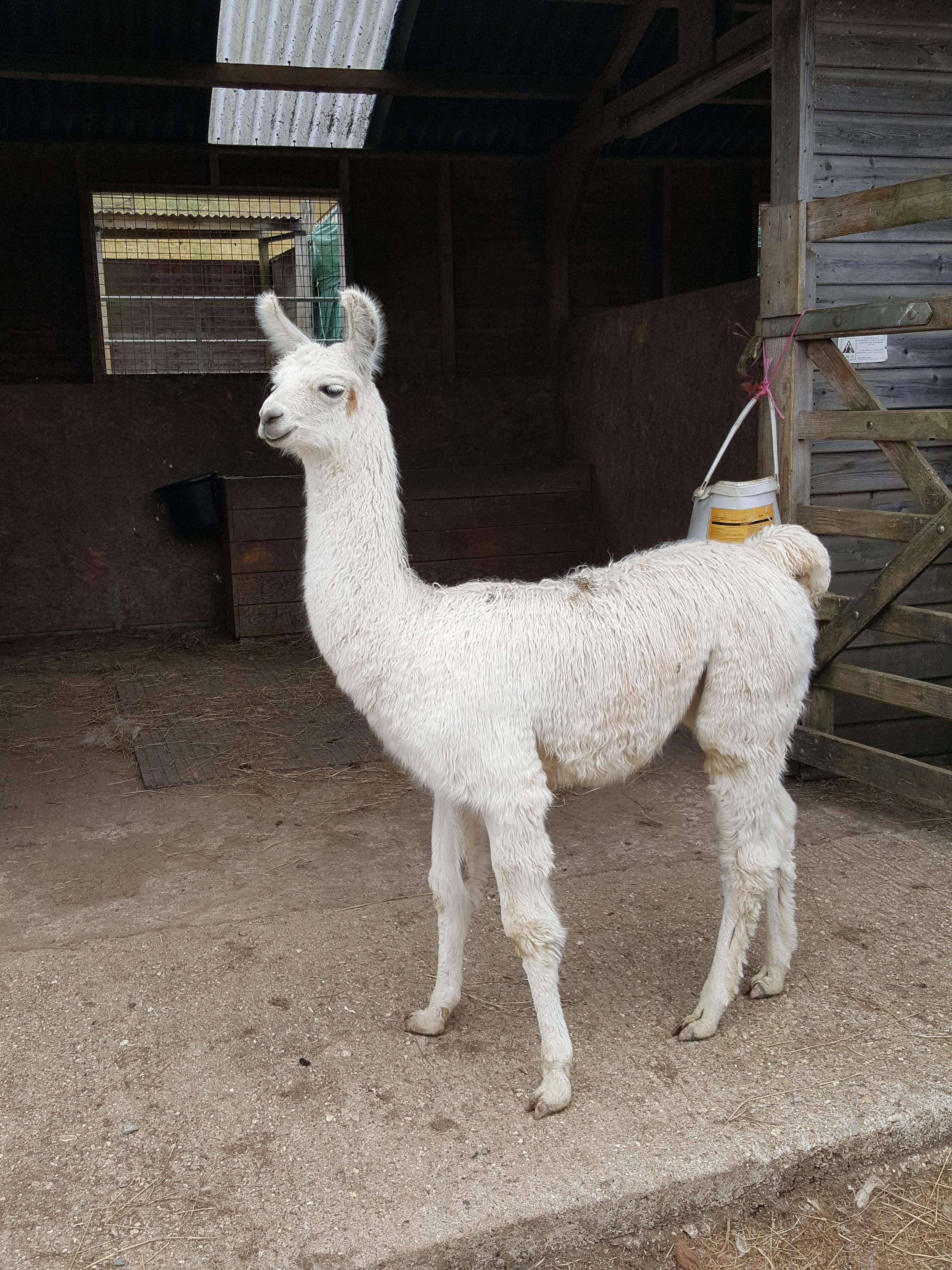 Ozzy Watertown Llamas Llamas for sale Llama breeder