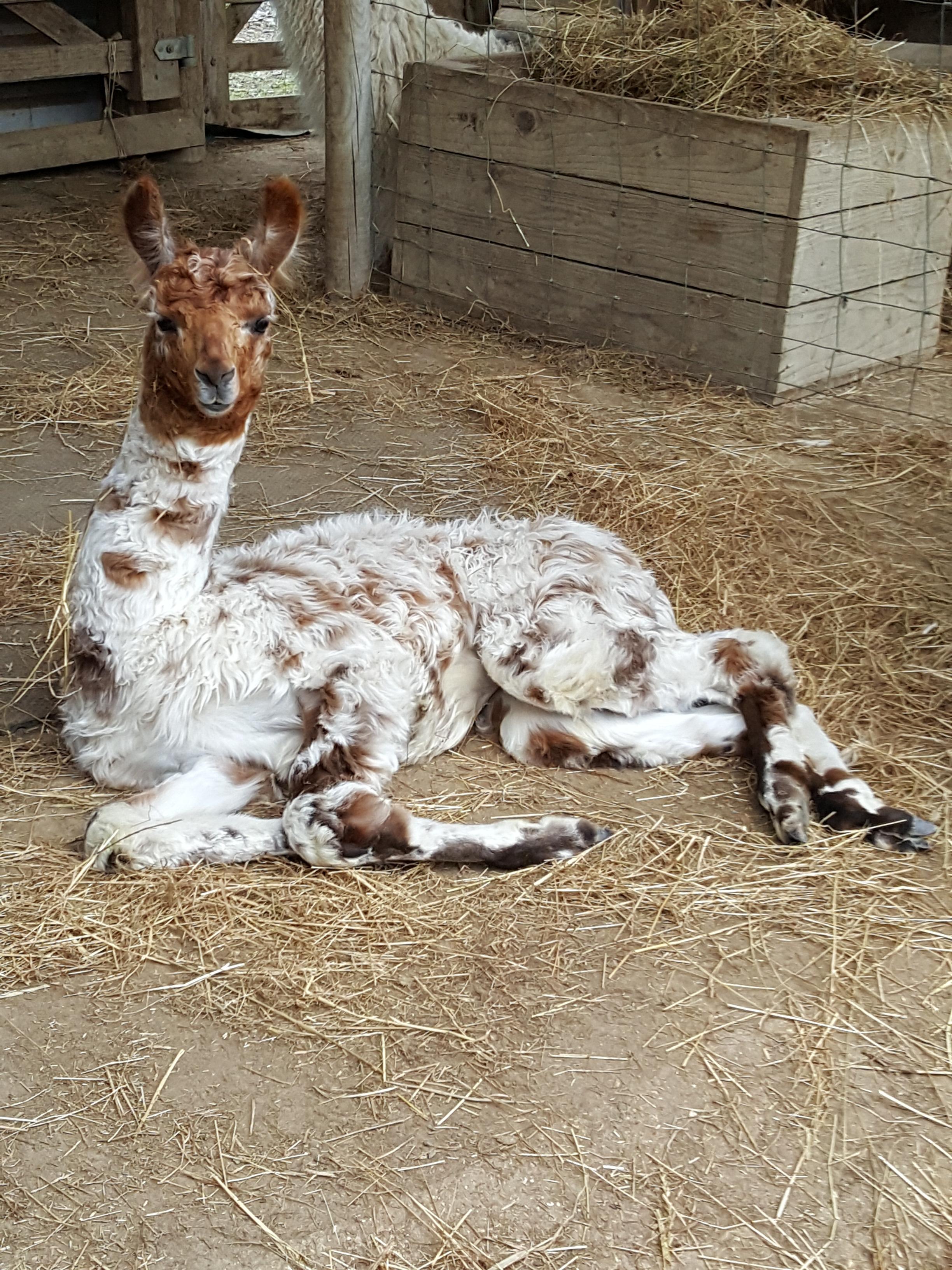 Tiffin Watertown Llamas Llamas for sale Llama breeder