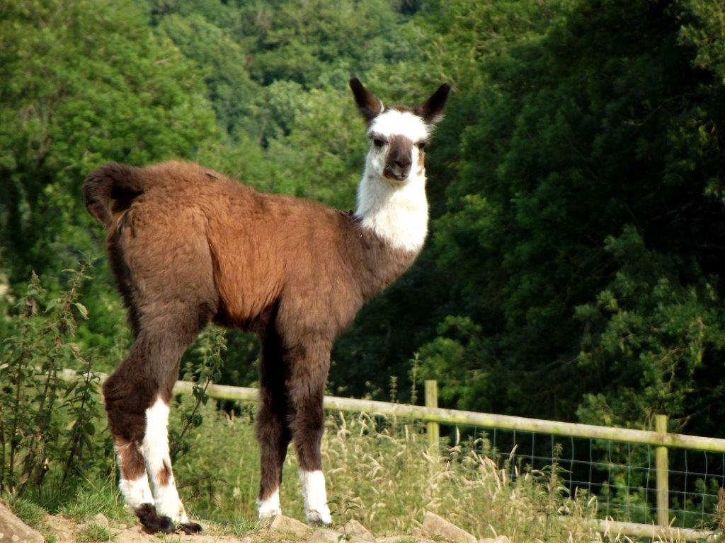 Rhianna Watertown Llamas Llamas for sale Llama breeder