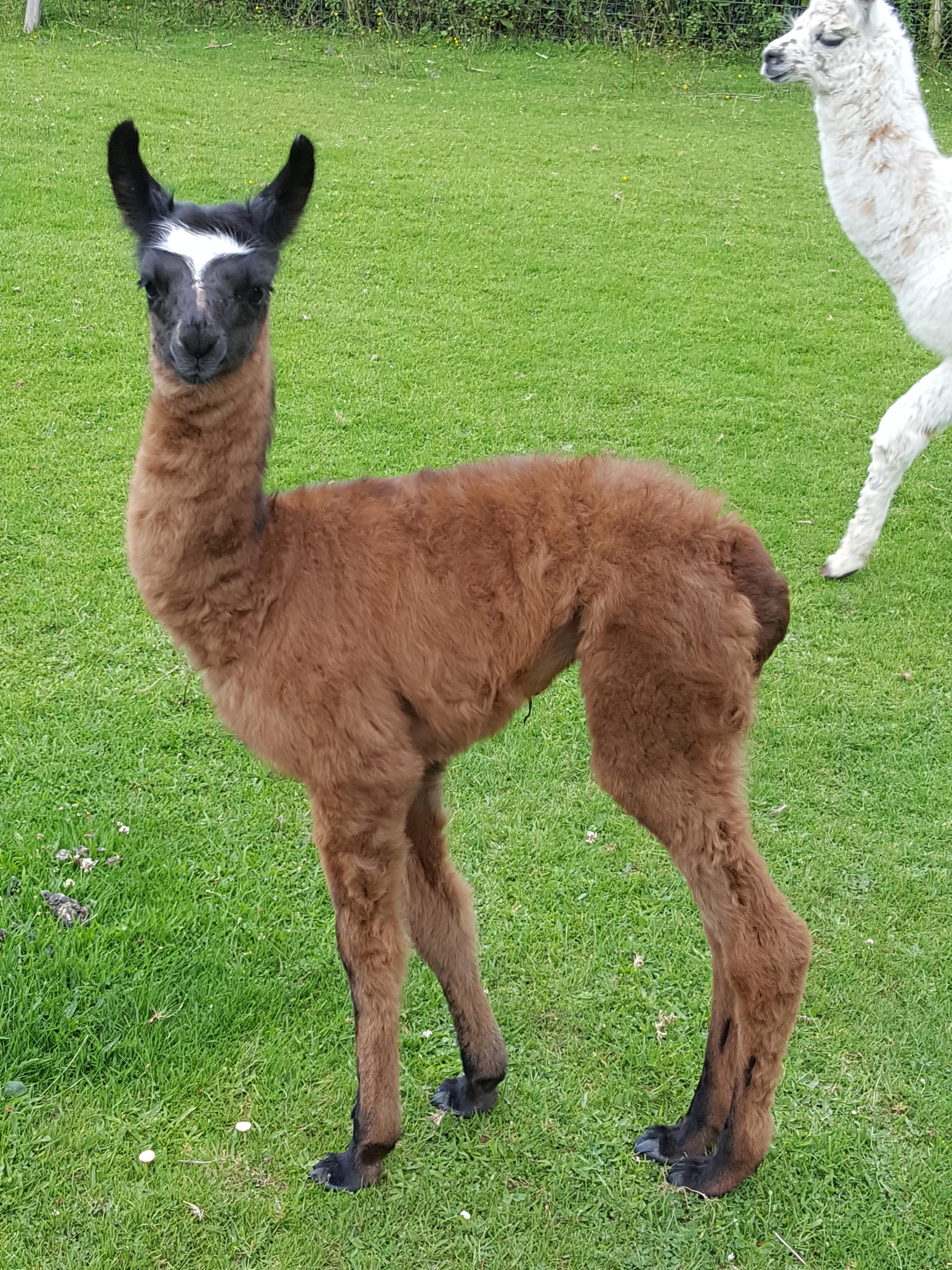 Joy Watertown Llamas Llamas for sale Llama breeder