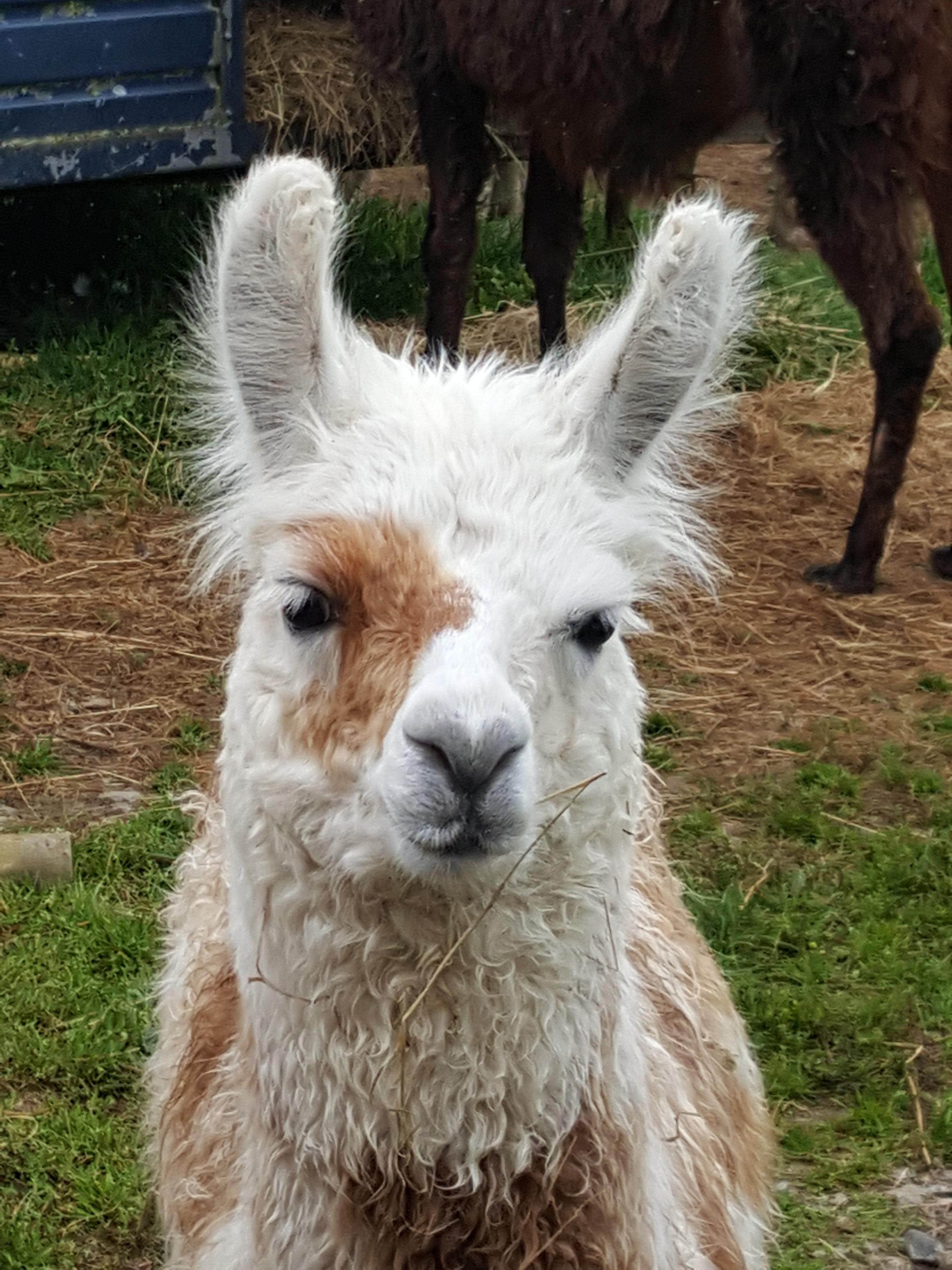 Evie Watertown Llamas Llamas for sale Llama breeder