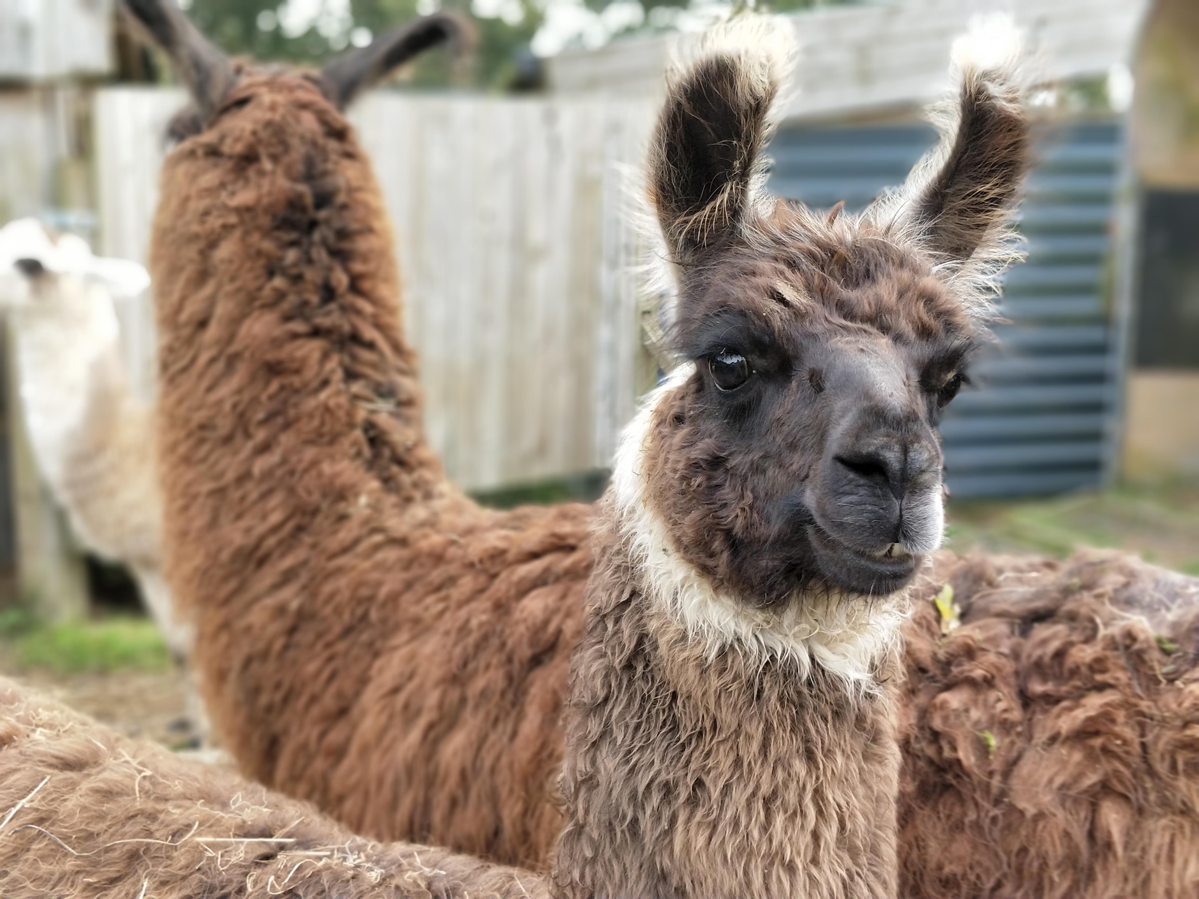 Marnie Watertown Llamas Llamas for sale Llama breeder
