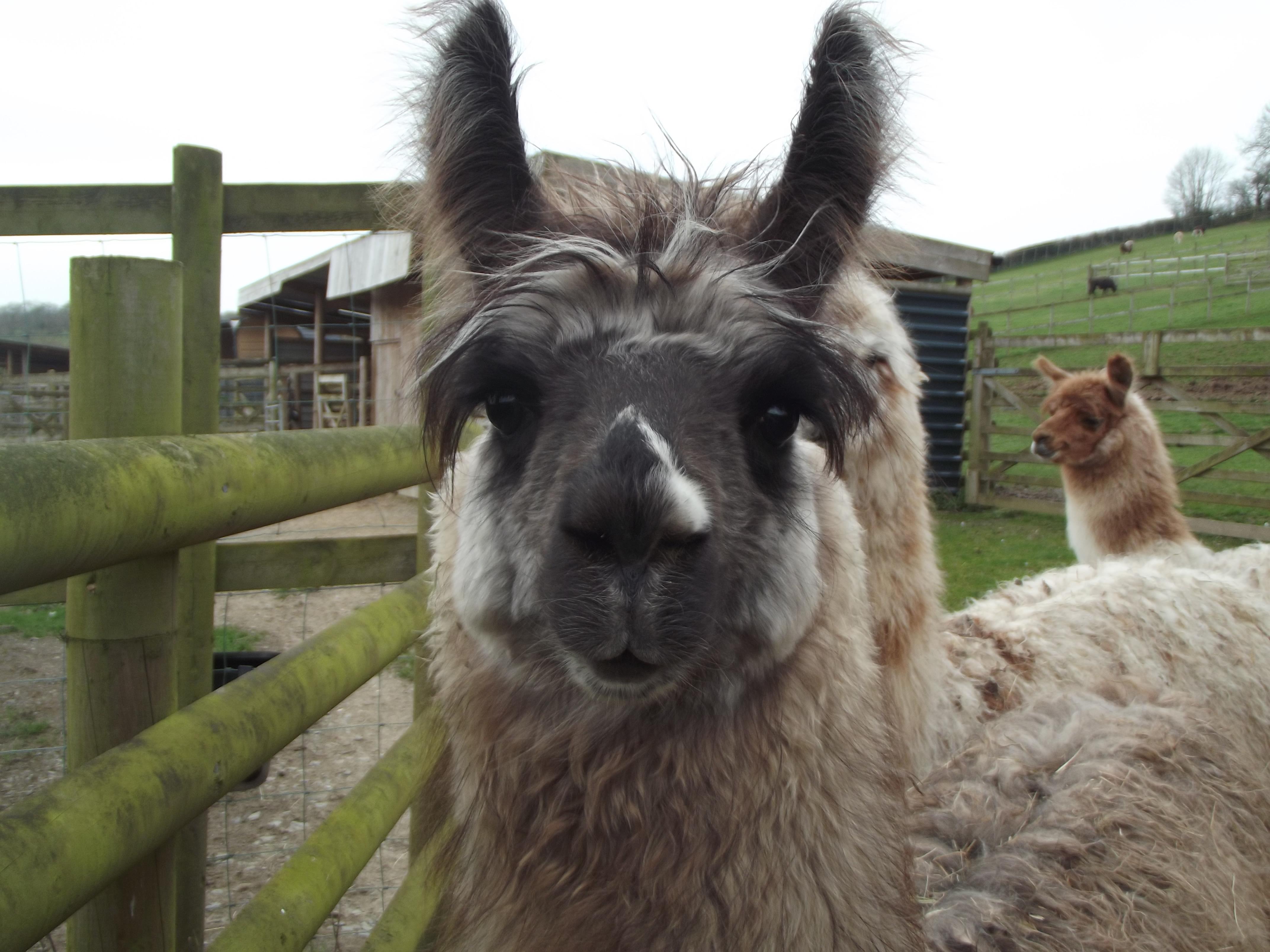 Humphrey Watertown Llamas Llamas for sale Llama breeder