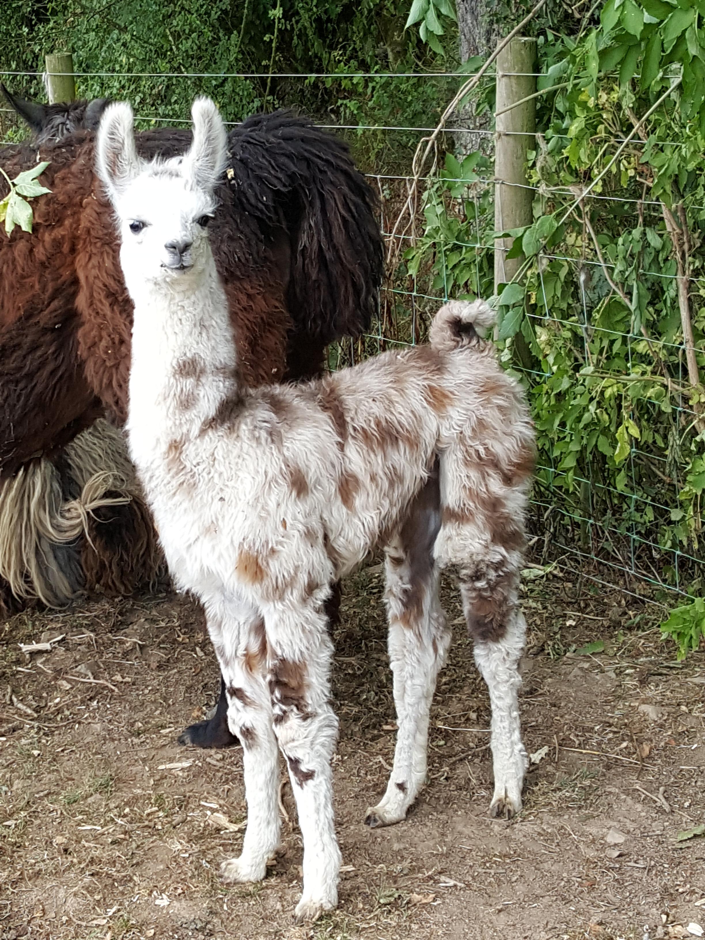 Purdy Watertown Llamas Llamas for sale Llama breeder