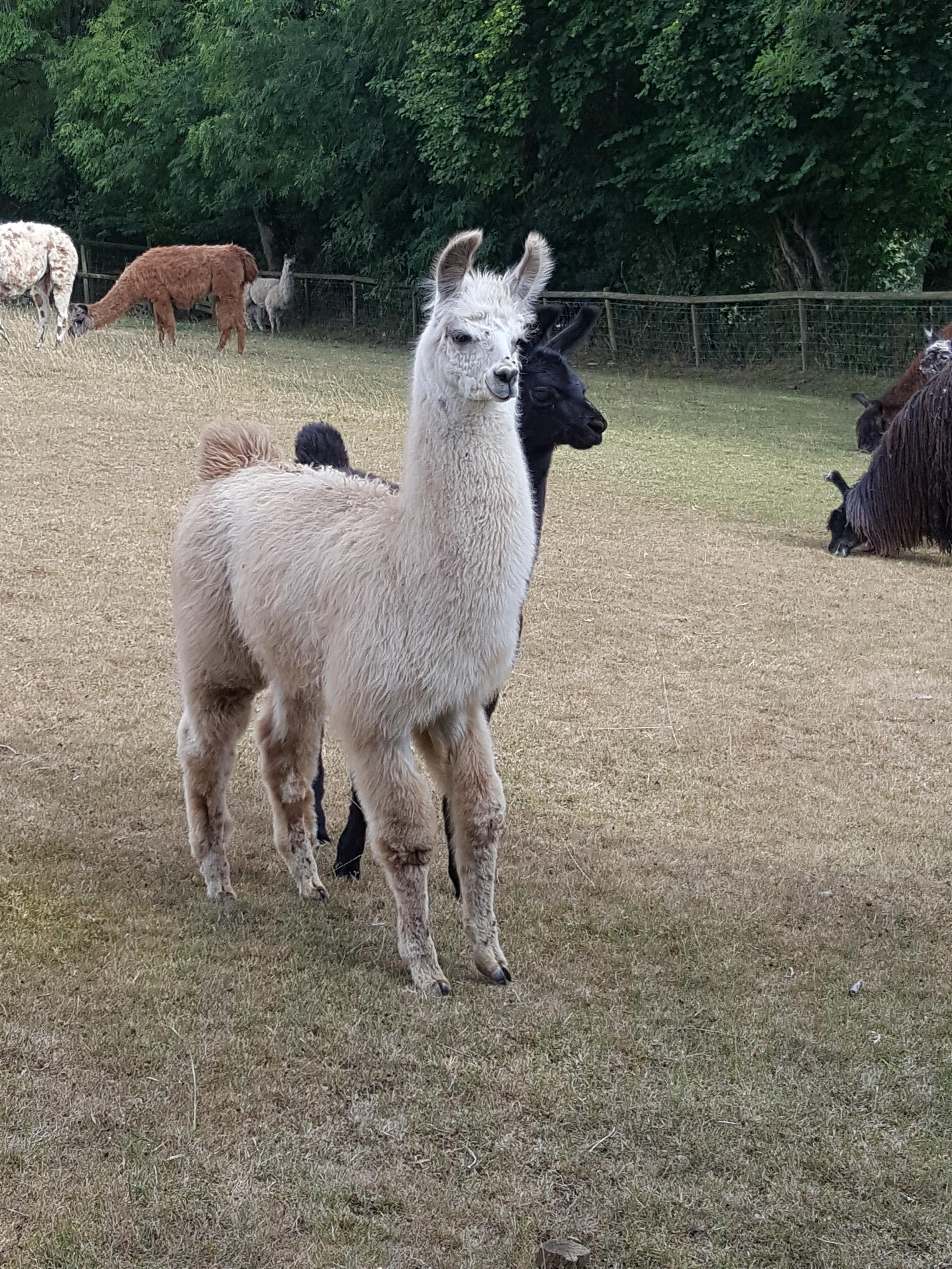 Lysander Watertown Llamas Llamas for sale Llama breeder