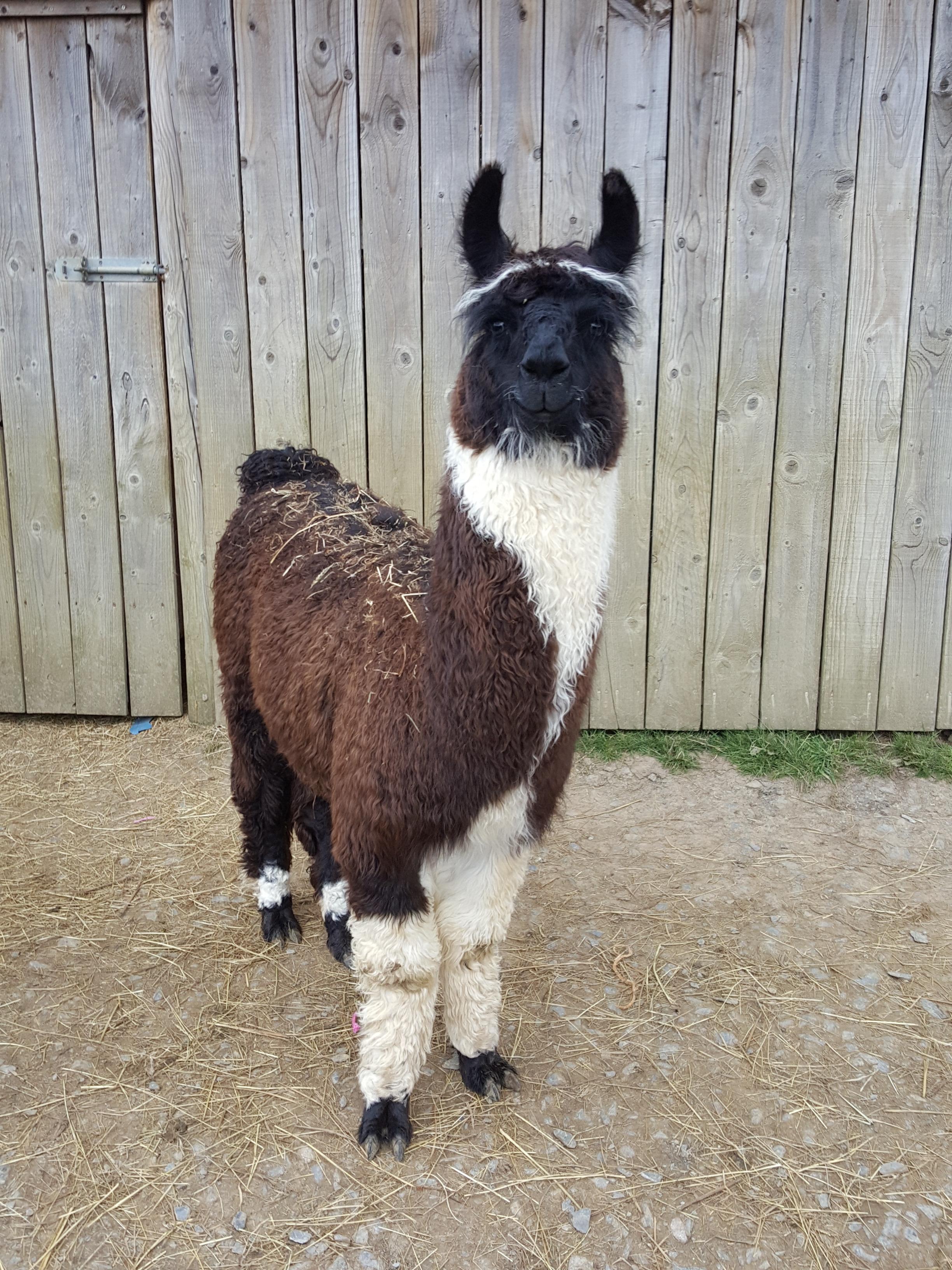 Jefe Watertown Llamas Llamas for sale Llama breeder